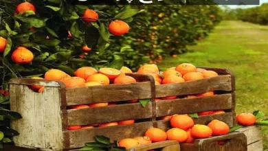 انواع پرتقال بازاری
